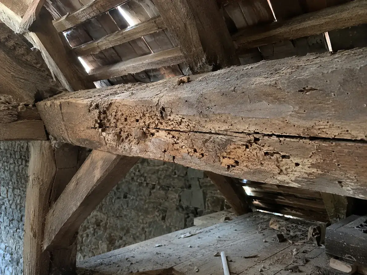 Entrait en vieux chêne criblé de galeries d'insectes, bois pulvérulent, vu depuis les combles
